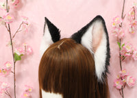 Siberian Husky ears