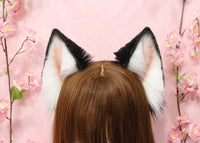 Siberian Husky ears