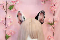 Black and white French Bulldog ears